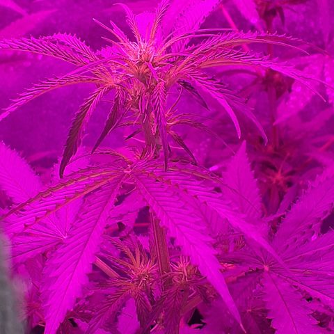 Choco Cookies growlog photo: Despertando 