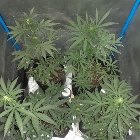 Choco Cookies growlog timeline photo