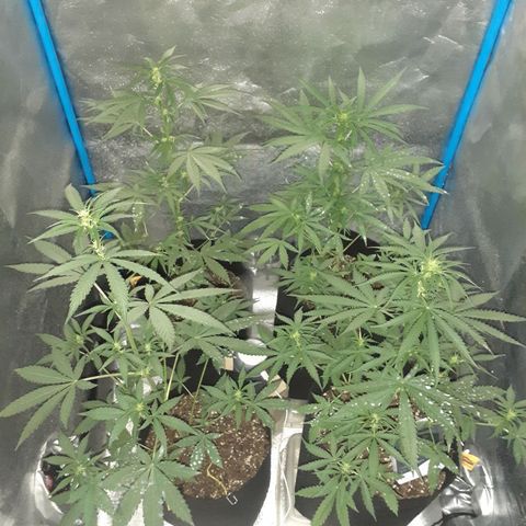Choco Cookies growlog timeline photo