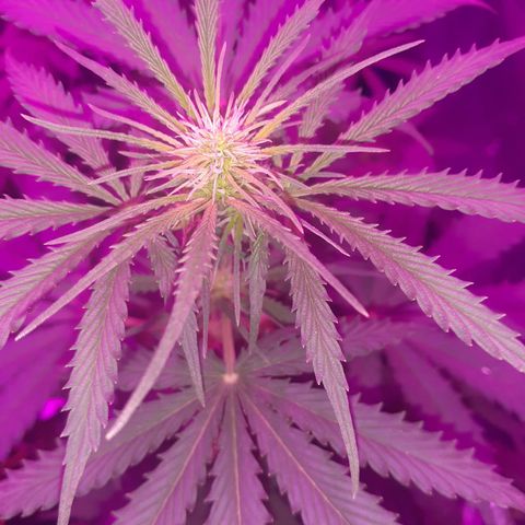 Choco Cookies growlog photo: Las 4