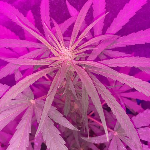 Choco Cookies growlog photo: Las 4