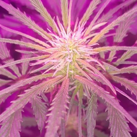 Choco Cookies growlog photo: Las 4