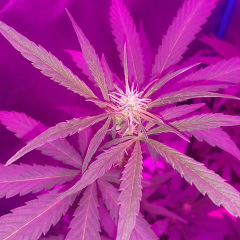 Choco Cookies growlog photo: Las 4