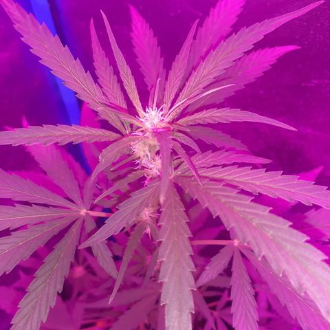 Choco Cookies growlog photo: Las 4