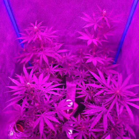 Choco Cookies growlog timeline photo