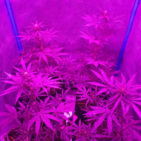 Choco Cookies growlog timeline photo