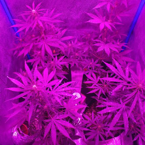 Choco Cookies growlog timeline photo