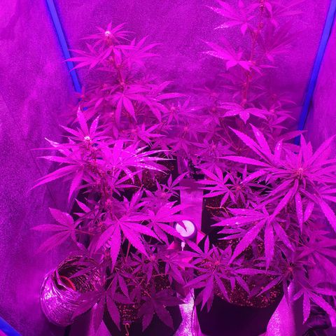 Choco Cookies growlog timeline photo