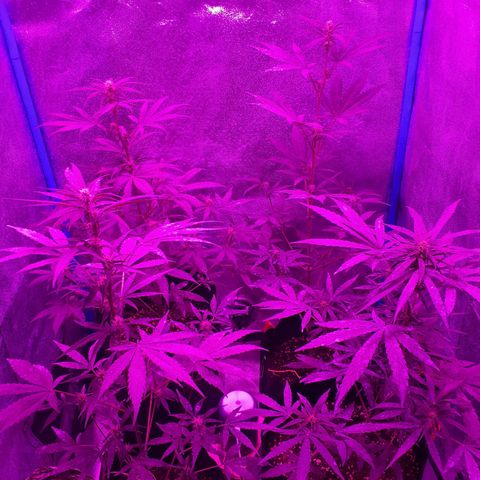 Choco Cookies growlog timeline photo