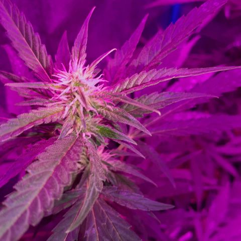 Choco Cookies growlog photo: Son de ayer