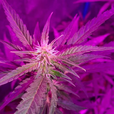 Choco Cookies growlog photo: Son de ayer