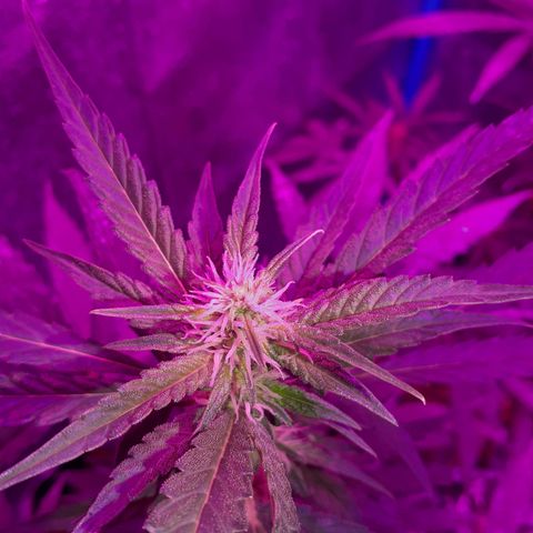 Choco Cookies growlog photo: Son de ayer