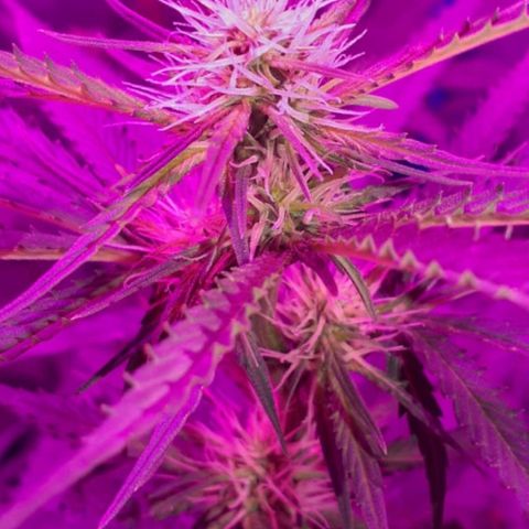 Choco Cookies growlog photo: Son de ayer