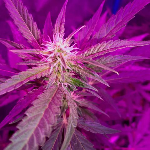 Choco Cookies growlog photo: Son de ayer