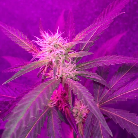 Choco Cookies growlog photo: Son de ayer