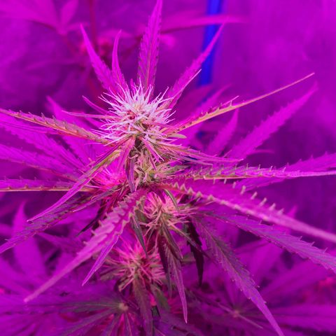 Choco Cookies growlog photo: Son de ayer