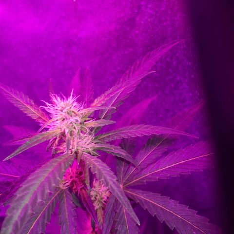 Choco Cookies growlog photo: Son de ayer