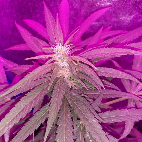 Choco Cookies growlog timeline photo