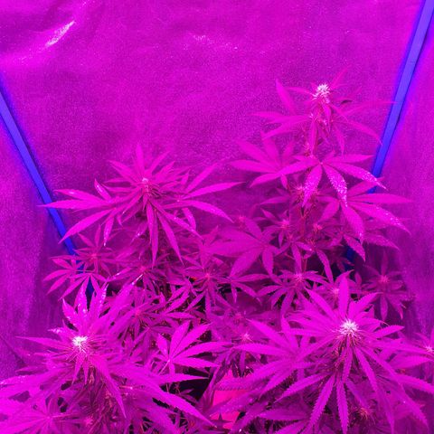 Choco Cookies growlog timeline photo
