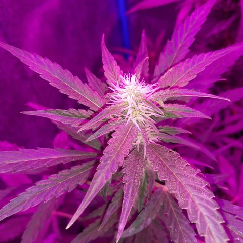 Choco Cookies growlog timeline photo