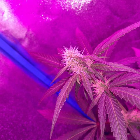 Choco Cookies growlog timeline photo