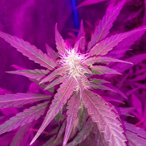 Choco Cookies growlog timeline photo