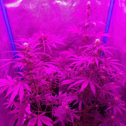 Choco Cookies growlog timeline photo