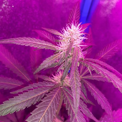 Choco Cookies growlog timeline photo