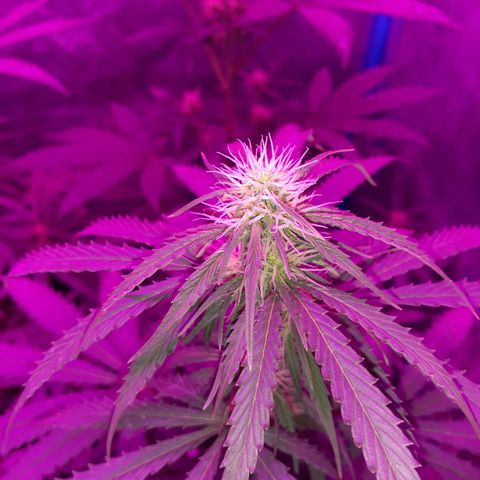 Choco Cookies growlog timeline photo