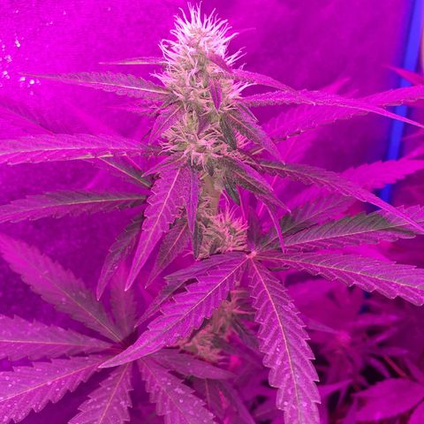 Choco Cookies growlog timeline photo