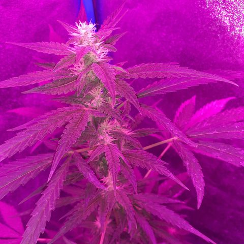 Choco Cookies growlog timeline photo