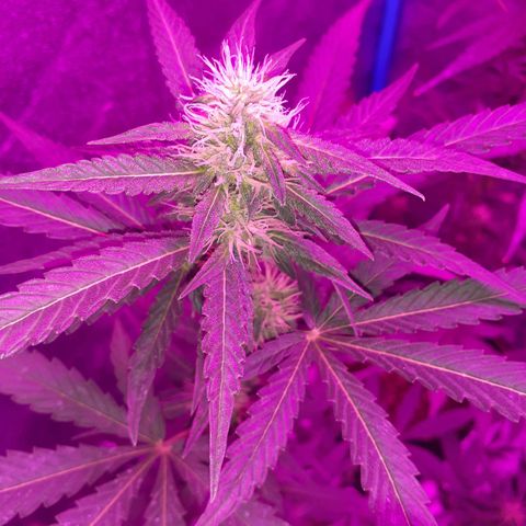 Choco Cookies growlog timeline photo