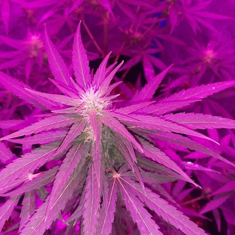 Choco Cookies growlog timeline photo