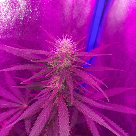 Choco Cookies growlog timeline photo