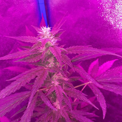 Choco Cookies growlog timeline photo