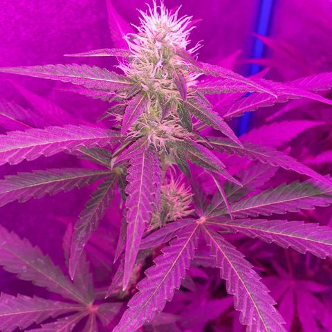 Choco Cookies growlog timeline photo