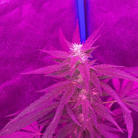 Choco Cookies growlog timeline photo