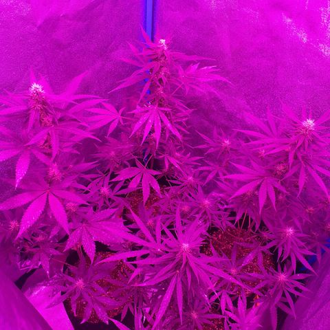 Choco Cookies growlog timeline photo