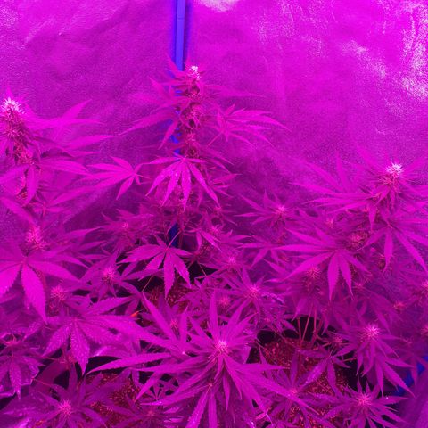Choco Cookies growlog timeline photo