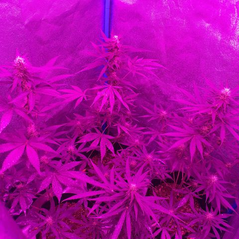 Choco Cookies growlog timeline photo