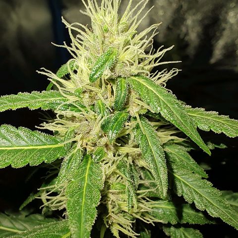 Choco Cookies growlog timeline photo
