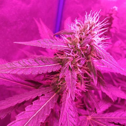 Choco Cookies growlog timeline photo
