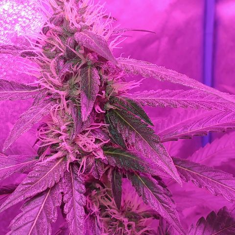 Choco Cookies growlog timeline photo