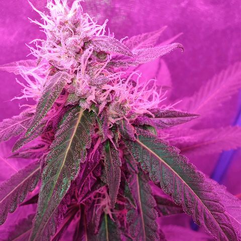 Choco Cookies growlog timeline photo