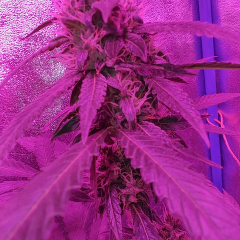 Choco Cookies growlog timeline photo