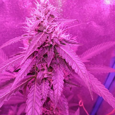 Choco Cookies growlog timeline photo