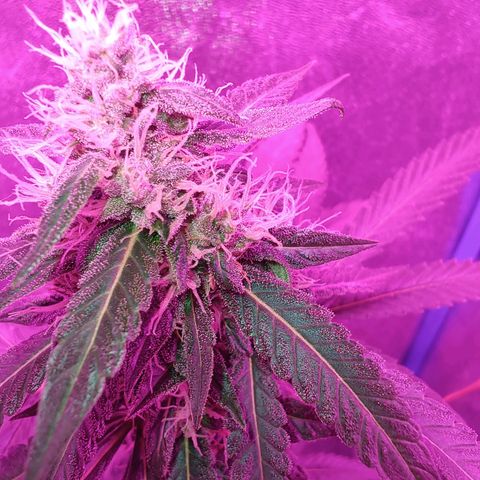 Choco Cookies growlog timeline photo
