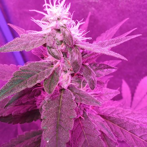 Choco Cookies growlog timeline photo