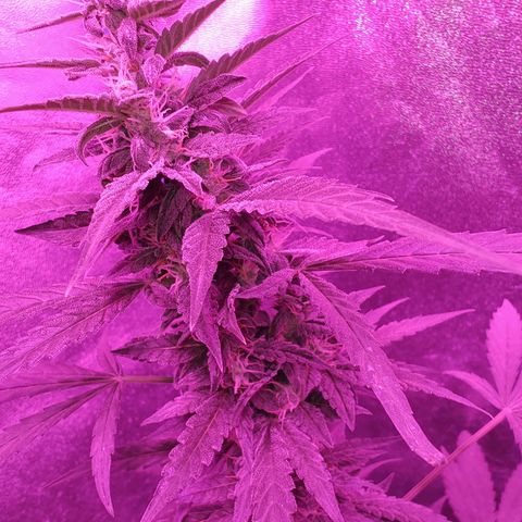 Choco Cookies growlog timeline photo