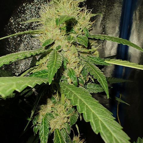 Choco Cookies growlog timeline photo